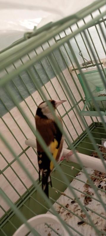 Femelle parva chardonneret, Dieren en Toebehoren, Vogels | Overige Vogels, Vrouwelijk, Wildzangvogel, Geringd