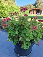 Geranium om te verzamelen., Tuin en Terras, Planten | Tuinplanten, Volle zon, Vaste plant, Zomer, Ophalen