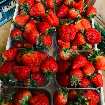 Aarbeien, Zakelijke goederen, Landbouw | Aardappelen, Groenten, Fruit en Vlees, Ophalen of Verzenden