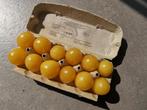5 zaden crèmegele roma tomaat Old Ivory Egg, Verzenden, Voorjaar, Zaad