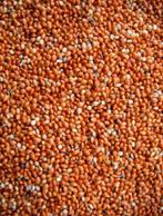 Graine Ronde Rouge ( Millet ) 1kg - graines simples - nutrit, Enlèvement ou Envoi