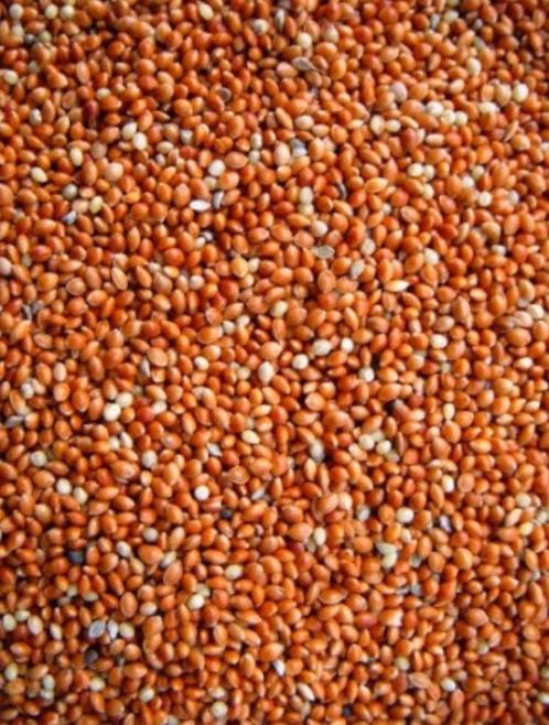 Graine Ronde Rouge ( Millet ) 1kg - graines simples - nutrit, Animaux & Accessoires, Nourriture pour Animaux, Enlèvement ou Envoi