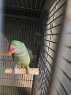 Alexanderparkiet  handtam, Dieren en Toebehoren