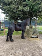 Paard, Merrie, Minder dan 160 cm, Gechipt, 3 tot 6 jaar