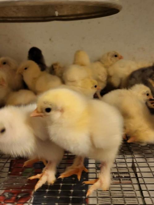 Eendagskuikens/ paaskuikens, Dieren en Toebehoren, Pluimvee, Kip, Geslacht onbekend