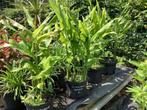 Zingiber mioga, Tuin en Terras, Vaste plant, Halfschaduw, Lente, Ophalen