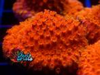 "HI-C Cyphastrea" koraal zeeaquarium koralen recifal lps, Dieren en Toebehoren