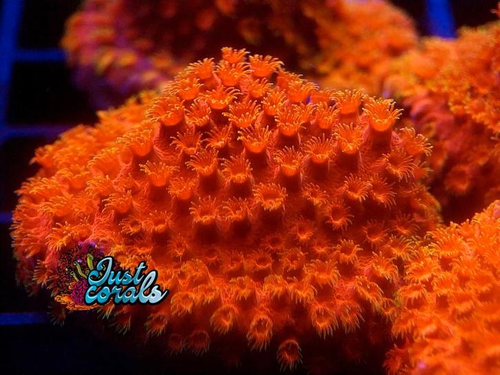 "HI-C Cyphastrea" koraal zeeaquarium koralen recifal lps, Dieren en Toebehoren, Vissen | Aquariumvissen
