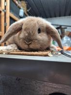 Nederlandse hangoordwerg ram, Dieren en Toebehoren, Konijnen
