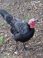 pluimvee, Dieren en Toebehoren, Mannelijk, Kalkoen