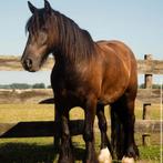 Lieve en werkwillige Tinker ruin zoekt nieuw maatje, Ruin, Zadelmak, Minder dan 160 cm, Recreatiepaard