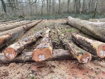Hout (Taxus) beschikbaar voor biedingen
