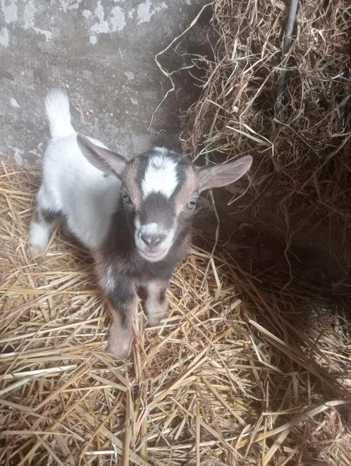 Dwerg bokjes, Dieren en Toebehoren, Schapen, Geiten en Varkens