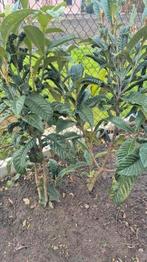 Japanse mispelboom, Tuin en Terras, Ophalen