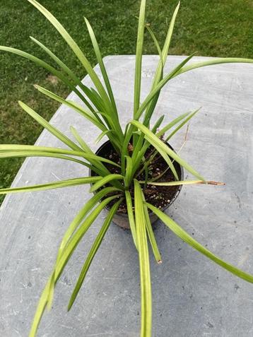 Liriope Royal Purple beschikbaar voor biedingen