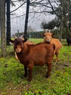 Prachtige abrikoos dwerg bok, Mâle, Chèvre, 0 à 2 ans