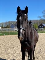 Weidemaatje of projectpaard, Dieren en Toebehoren, Ruin, Zadelmak, Recreatiepaard, Ontwormd