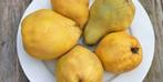 Kweeperen 1€/kg - Tongeren, Zakelijke goederen, Landbouw | Aardappelen, Groenten, Fruit en Vlees, Ophalen