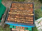 Buckfast bijenvolken, Dieren en Toebehoren, Bijen