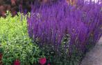 Salvia caradonna, Ophalen, Tweejarig