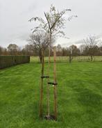 Treurwilg Salix, Tuin en Terras, Ophalen, 250 tot 400 cm