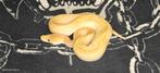 NK2025 ball python., Dieren en Toebehoren, Reptielen en Amfibieën, Slang, 0 tot 2 jaar
