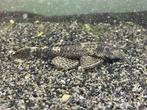 Borstelneus ( ancistrus) te denderbelle, Dieren en Toebehoren, Vis, Zoetwatervis