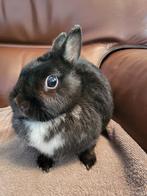 Konijn: meisje naam: Vlekje🎀met kooi en toebehoren, Dieren en Toebehoren, Vrouwelijk, Dwerg, 6 tot 8 jaar
