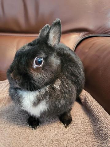 Konijn: meisje naam: Vlekje🎀met kooi en toebehoren beschikbaar voor biedingen