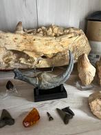 Dinosaurus klauw replica, Verzamelen, Ophalen of Verzenden, Fossiel