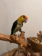 Handtamme groendij caique, Dieren en Toebehoren, Papegaai, Pratend