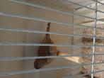 Te koop kopel fife fancy, Dieren en Toebehoren, Vogels | Overige Vogels