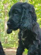 Engelse cocker pups groeiend in huis en ouders Getest, Dieren en Toebehoren, België, Fokker | Hobbymatig, CDV (hondenziekte), 8 tot 15 weken