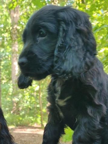 Engelse cocker pups groeiend in huis en ouders Getest  beschikbaar voor biedingen