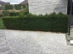 Taxus haag en kegels  gratis, Tuin en Terras, Planten | Struiken en Hagen, Ophalen, Taxus, Haag, 100 tot 250 cm