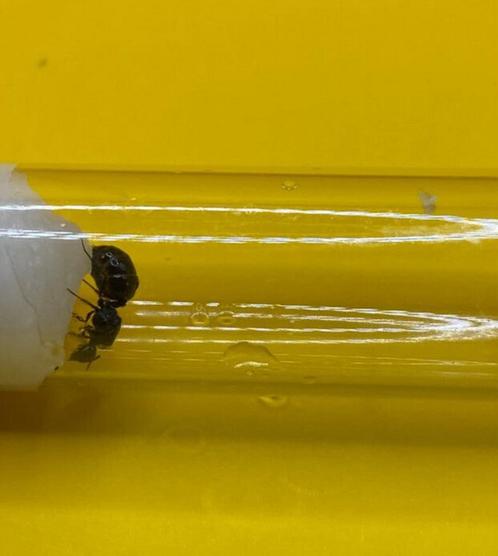 Crematogaster Auberti koningin met broed, Dieren en Toebehoren, Insecten en Spinnen, Mieren