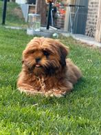 Lhasa apso pups, Dieren en Toebehoren, Honden | Chihuahua's en Gezelschapshonden, België, 15 weken tot 1 jaar, Overige rassen