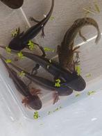 Axolotl, Enlèvement