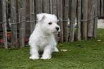 West Highland white terriër pups, Dieren en Toebehoren, Honden | Jack Russells en Terriërs, België, Overige rassen, CDV (hondenziekte)