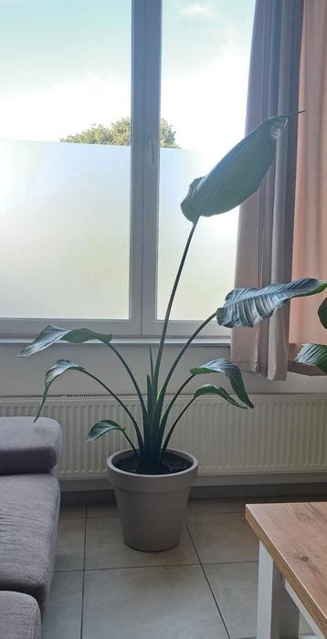 Strelitzia Nicolai inclusief pot beschikbaar voor biedingen