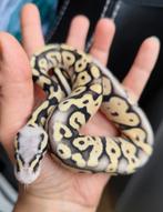 0.1 python regius - super pastel DG, Animaux & Accessoires, Reptiles & Amphibiens, Serpent, Domestique, 0 à 2 ans