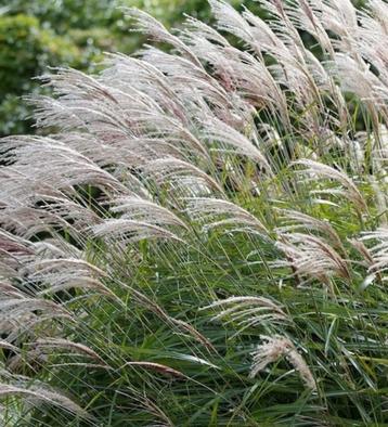 Kluiten prachtriet Miscanthus sinensis 'Gracillimus' beschikbaar voor biedingen