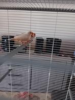 Isabel zebravinken koppel, Geringd