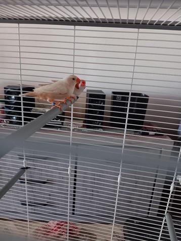 Isabel zebravinken koppel beschikbaar voor biedingen