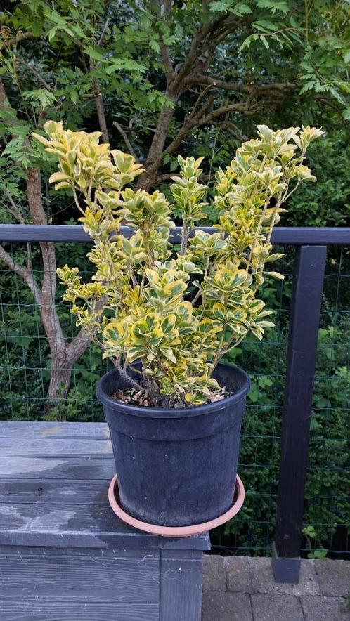 Bonte kardinaalsmuts in een pot - 20€, Tuin en Terras, Planten | Tuinplanten, Vaste plant, Overige soorten, Volle zon, Zomer, Ophalen