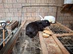 konijnen, Dieren en Toebehoren, Konijnen, Meerdere dieren, Groot, 0 tot 2 jaar