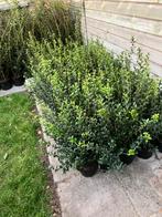 Osmanthus burkwoodii / schijnhulst, Jardin & Terrasse, Plantes | Arbustes & Haies, Enlèvement