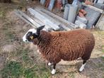 Zwart bles ooien te koop, Dieren en Toebehoren, Schapen, Geiten en Varkens, Vrouwelijk, Schaap, 0 tot 2 jaar