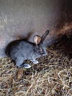 4 jonge Belgisch zilver konijntjes, Animaux & Accessoires, Lapins, Taille moyenne, 0 à 2 ans