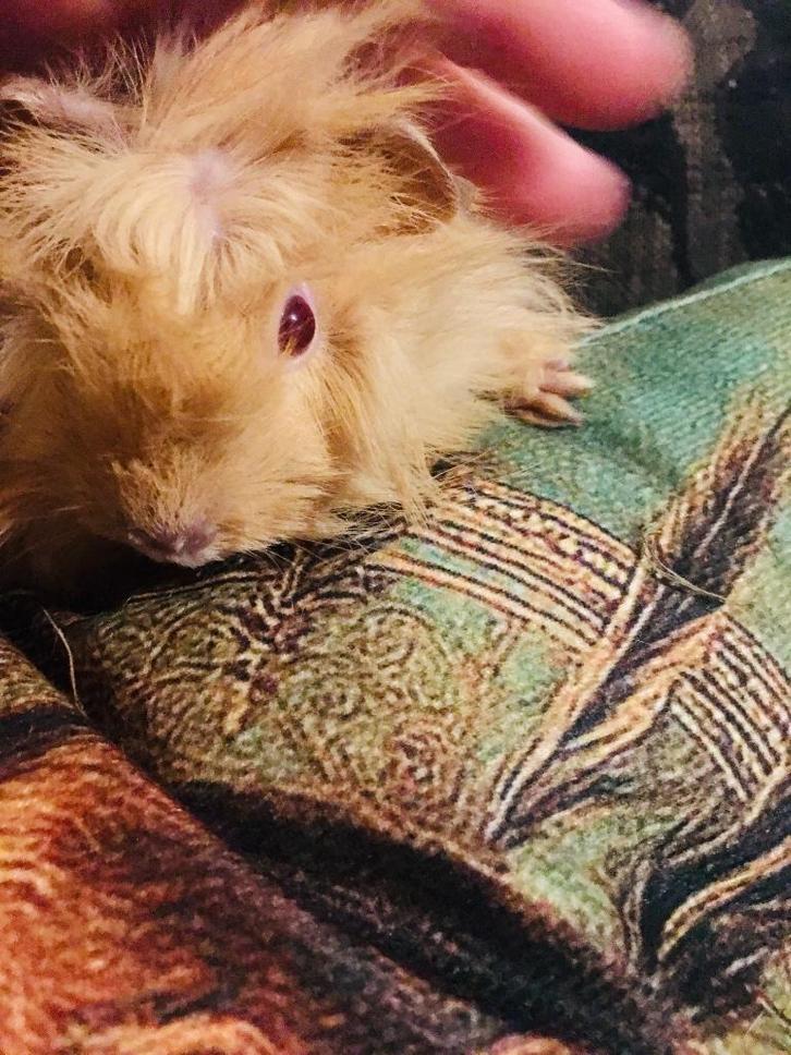 Schattige langharige cavia, Dieren en Toebehoren, Knaagdieren, Cavia, Oktober, Tam